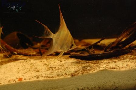 DSC_0014_wm PKMD.jpg