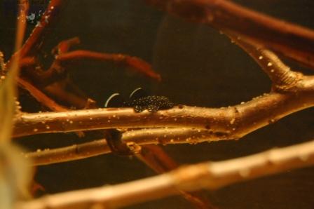 DSC_0040_wm PKMD.jpg