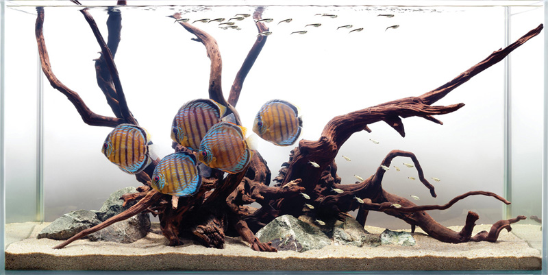 Jeff-Discus-Tank1.jpg
