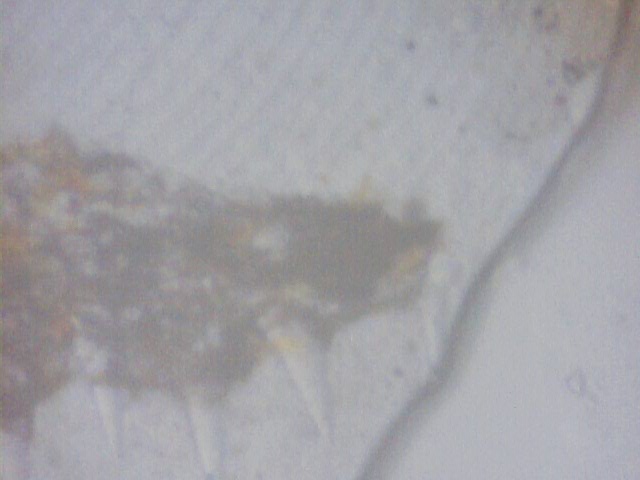 Still0004.jpg