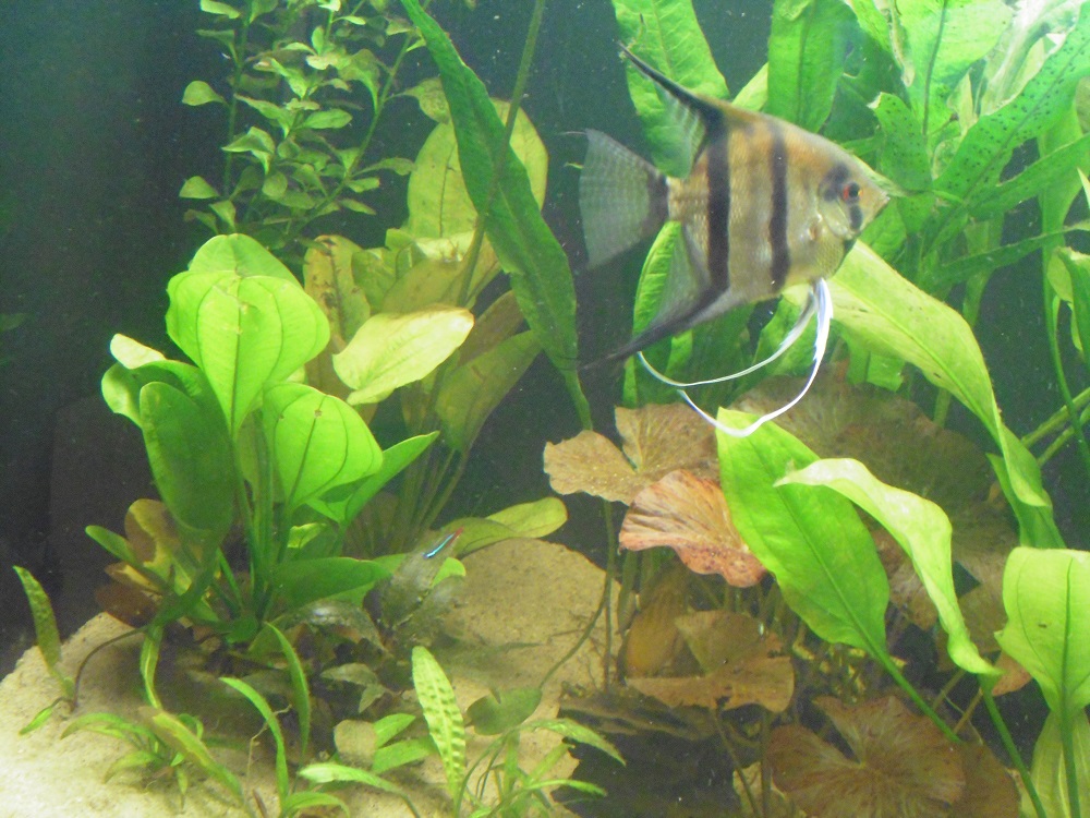 P1000295.JPG