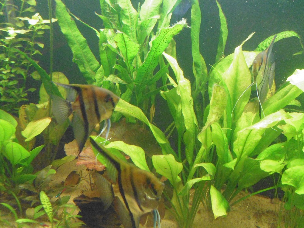 P1000313.JPG