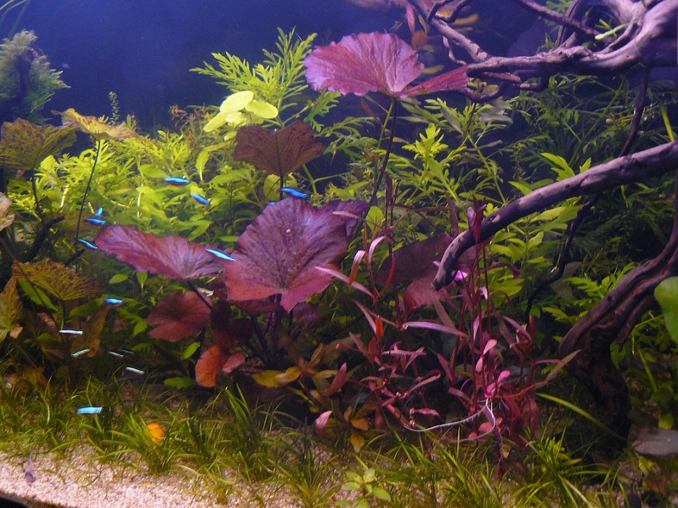 P1120189zz.jpg