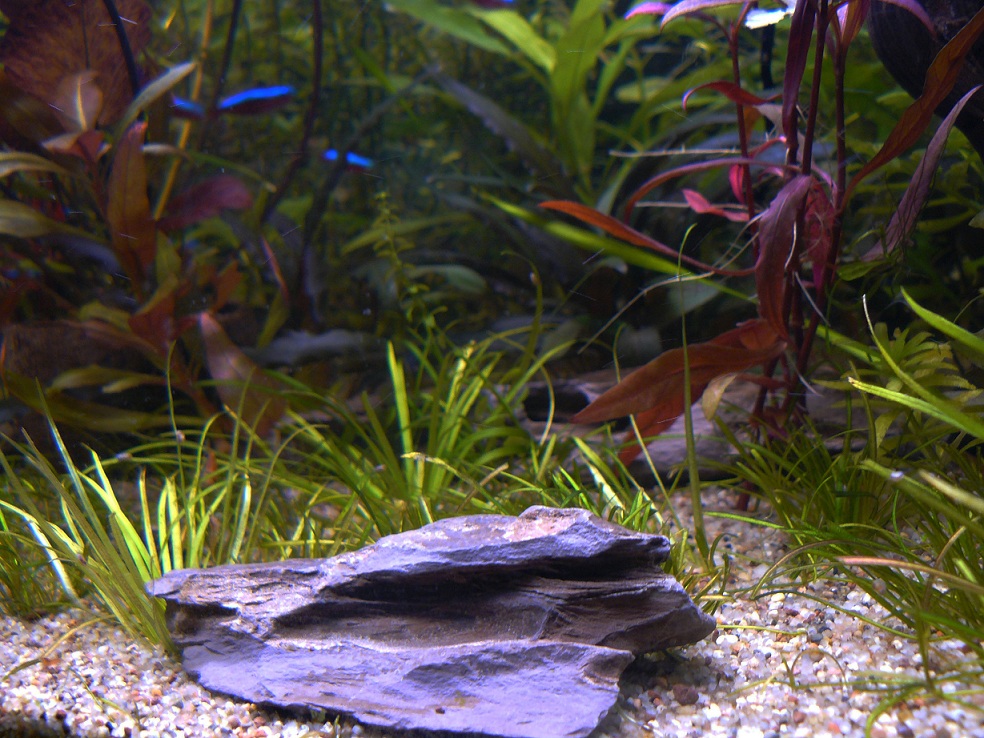 P1120345z.jpg