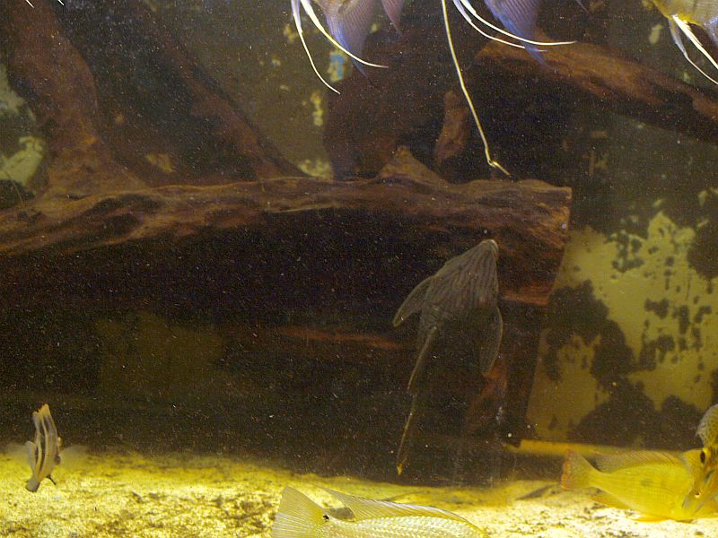 PA229069.JPG