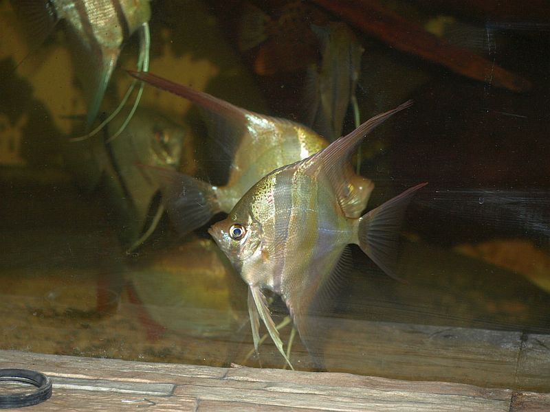 PA229075.JPG