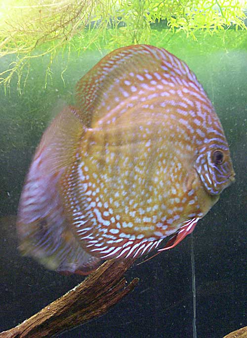 podrostki01.jpg