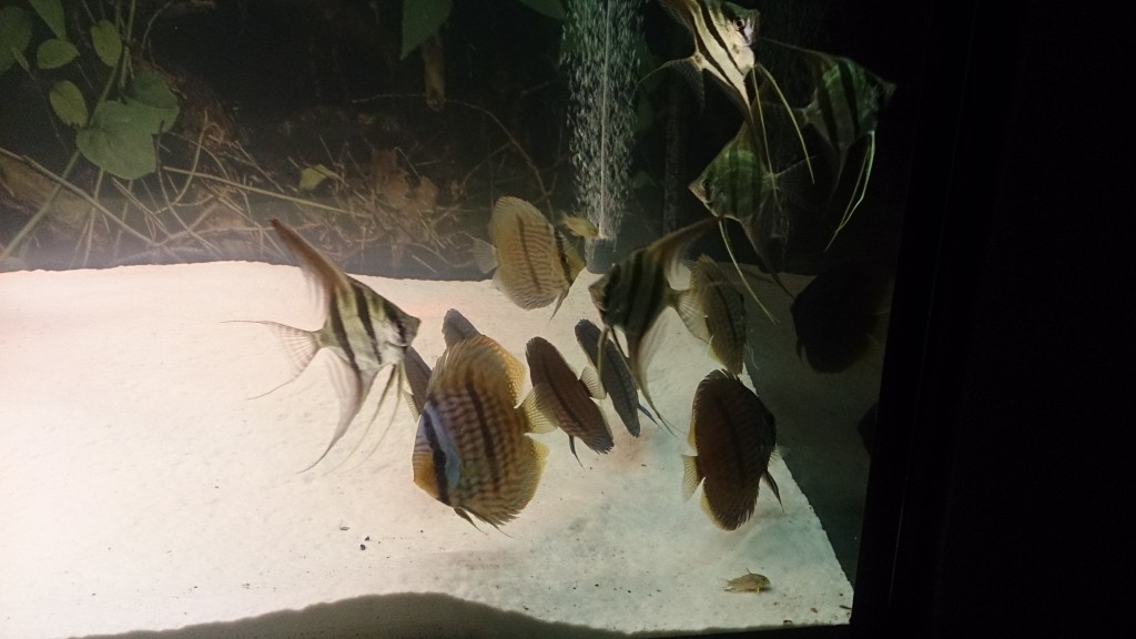 DSC_0422.JPG
