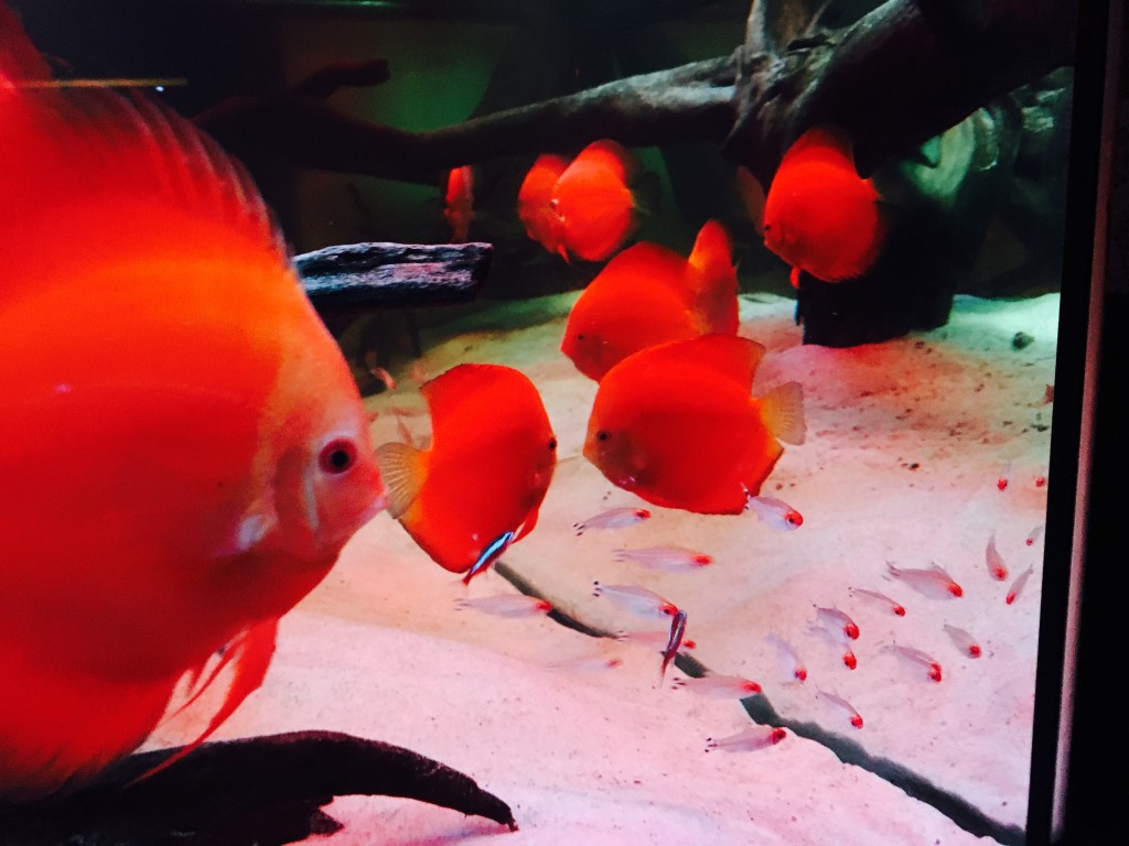 IMG_0059.JPG (2.05 MiB) Przejrzano 11577 razy IMG_0059.JPG