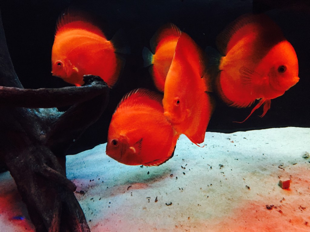 IMG_0036.JPG (1.98 MiB) Przejrzano 11562 razy IMG_0036.JPG