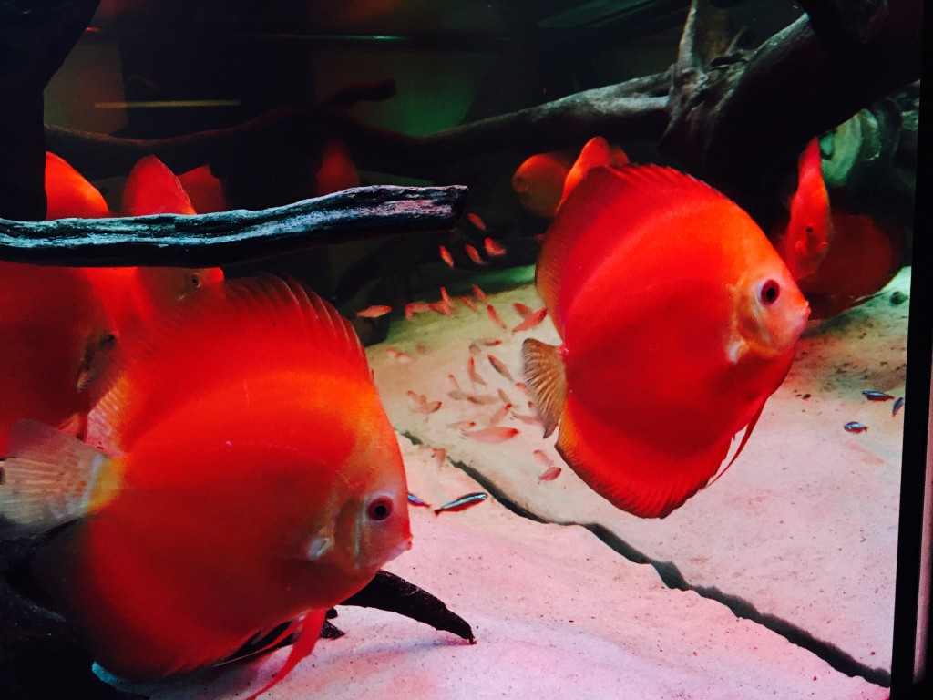 IMG_0055.JPG (2.17 MiB) Przejrzano 11521 razy IMG_0055.JPG