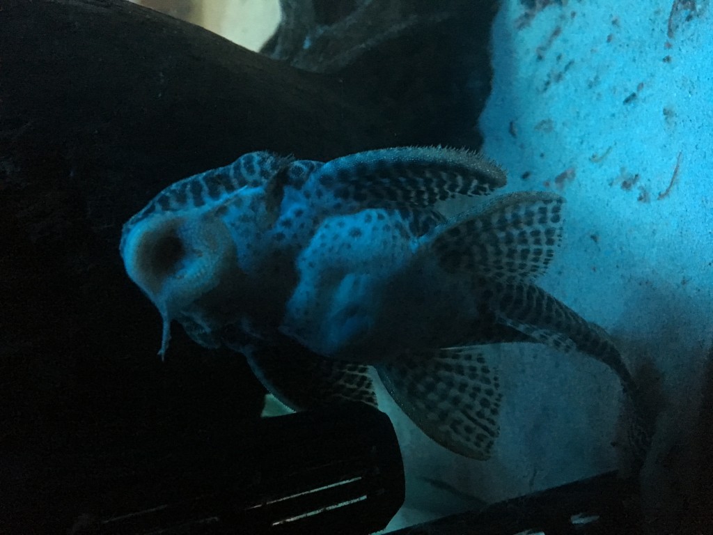 IMG_0117.JPG (1.95 MiB) Przejrzano 12013 razy IMG_0117.JPG