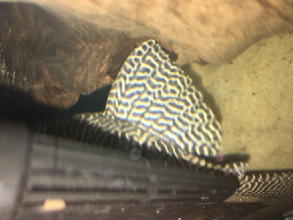 IMG_0093.JPG (1.62 MiB) Przejrzano 11996 razy IMG_0093.JPG