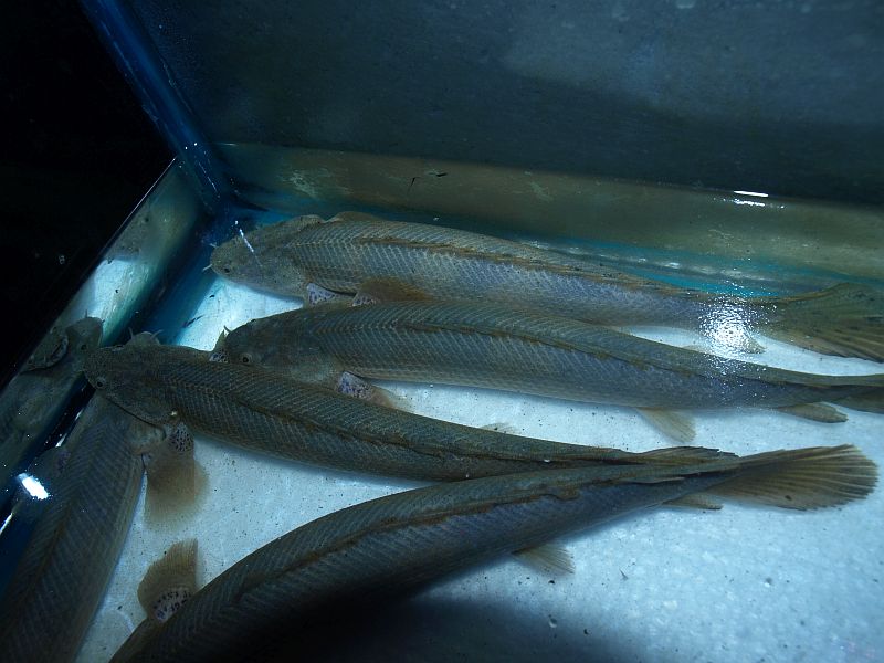 P2271683.JPG