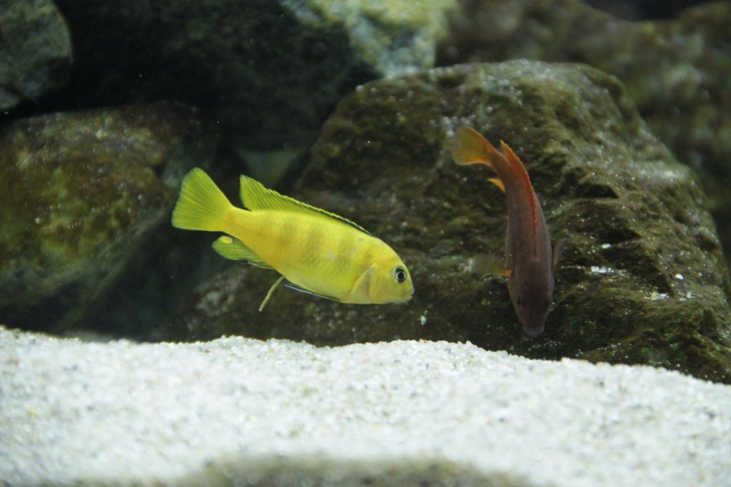 IMG_3651pkmd.jpg