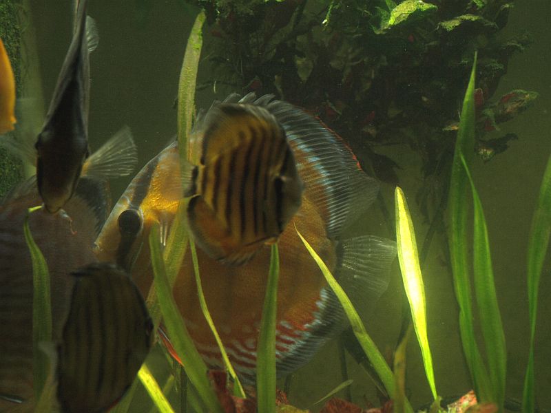 P2173370.JPG
