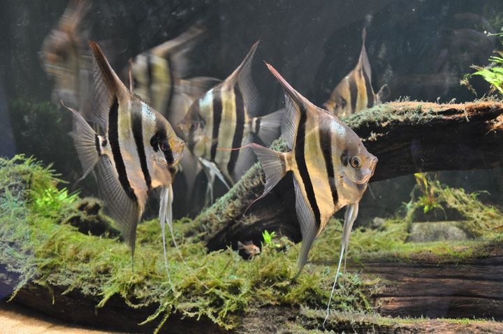 Pterophyllum_altum_11.JPG