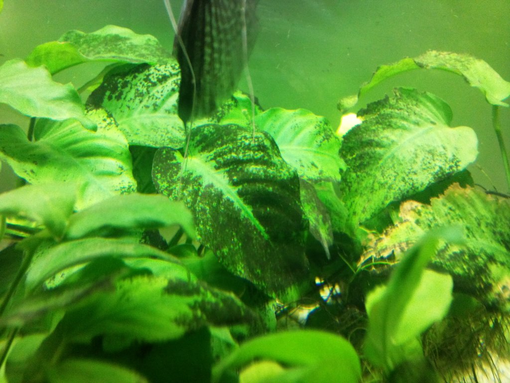 nalot na roślinach.jpg