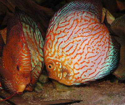 PICT0080.JPG