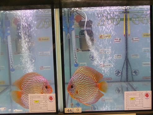 Kopia Kraków 2006 094.jpg