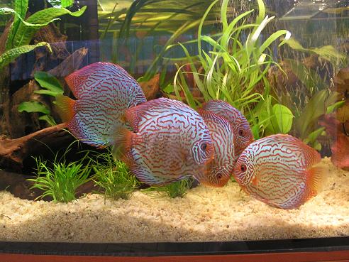 Kopia Kraków 2006 131.jpg