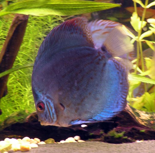 kobalt.jpg
