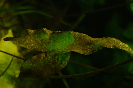 glon 1.JPG