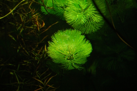 glon 3.JPG