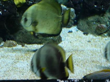 Resize of Resize of 112_1247.JPG