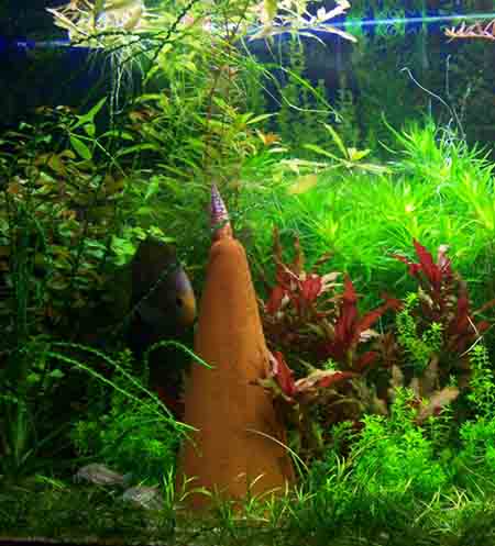 Akwarium 600 L 009.jpg