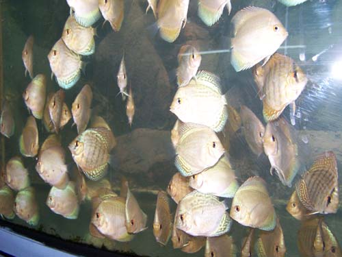 Akwarium 009.jpg