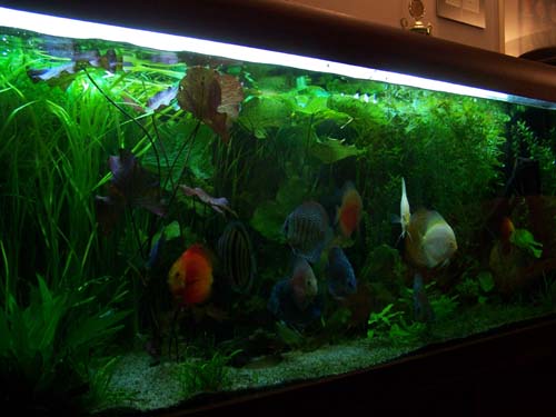 Akwarium 017.jpg