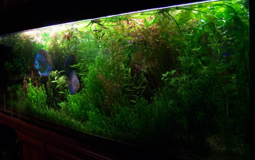 Akwarium 051.jpg
