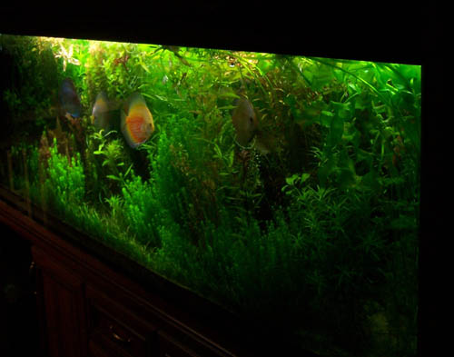 Akwarium 059.jpg