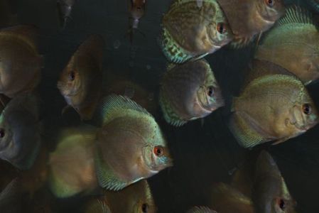 Paletki 25.11.2006 002.jpg