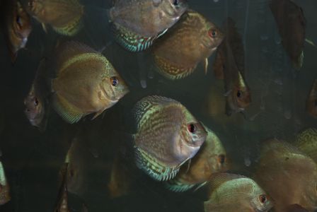 Paletki 25.11.2006 003.jpg