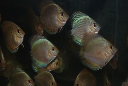 rybki 019.jpg