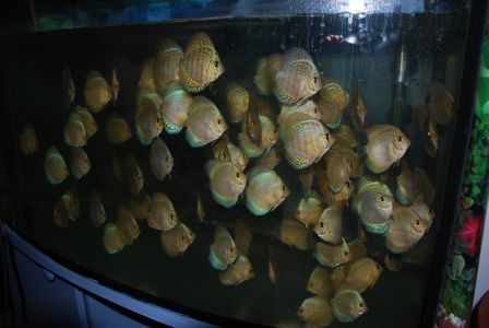 rybki 3 001.jpg