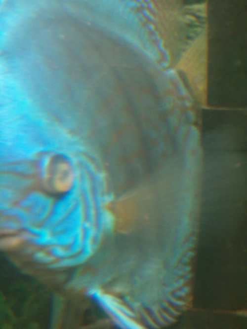 samiec3.jpg