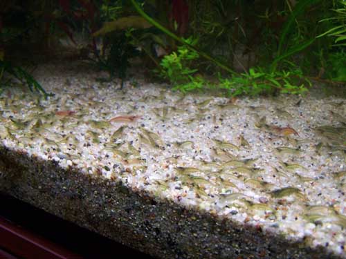 Akwa Bogdana 048.jpg