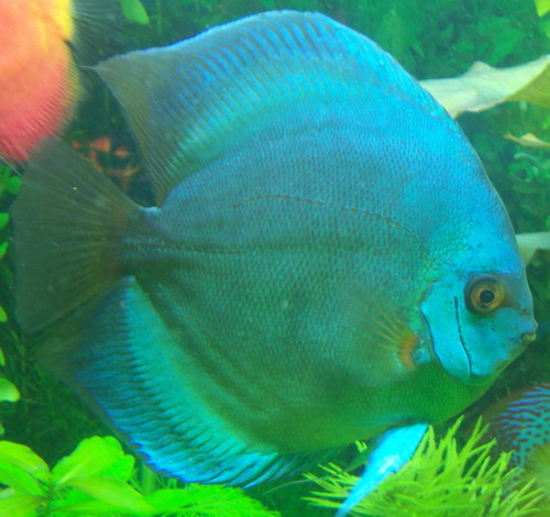 Akwa Bogdana 006.jpg