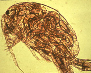 Gnathostoma_mijinko.jpg