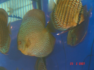 ryby2.JPG