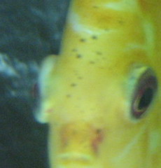 oko1.jpg