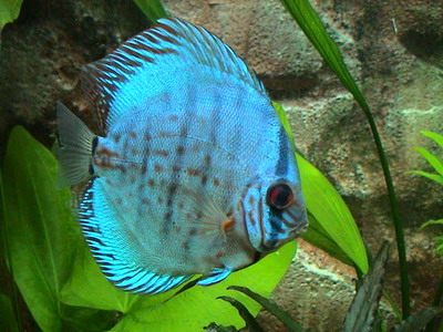 ribu 001.jpg