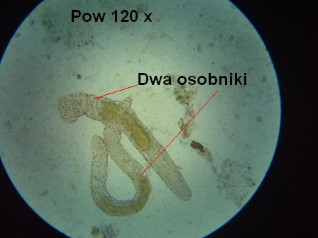 wypławek 120.JPG