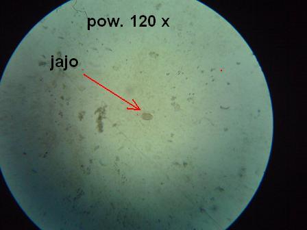 jajo 120.JPG