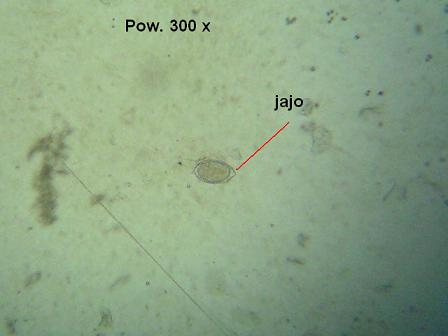 jajo 300.JPG