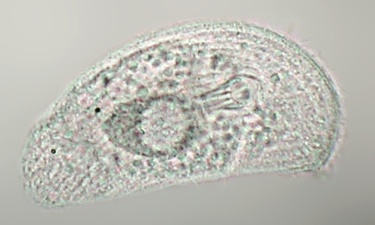 chilodonella_3991222.jpg