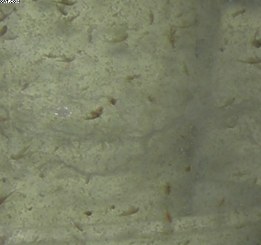 artemia 004...crop.jpg